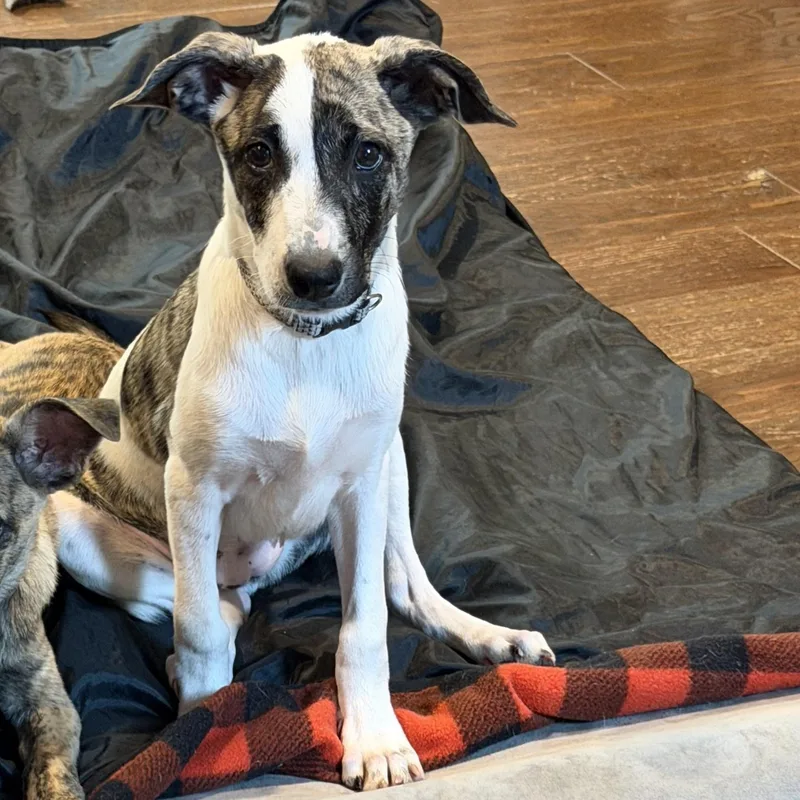 Pupperoni thumbnail 5