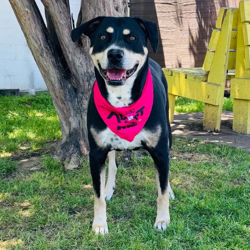 An adult large-sized female Black Rottweiler dog named Sparky for adoption in Bastrop, TX