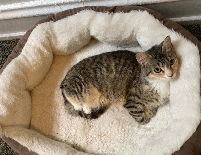 A young medium-sized female Calico cat named Cotton Candy for adoption in Macedonia, OH