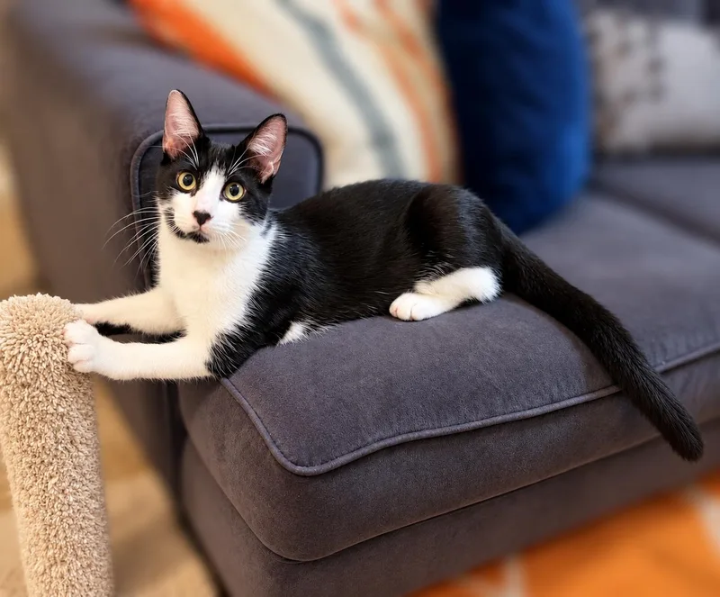 A baby medium-sized male Black & White / Tuxedo Domestic Short Hair cat named Moe W for adoption in Fresno, CA