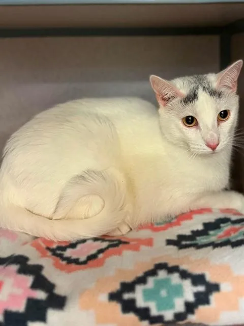 A young medium-sized female Domestic Short Hair cat named Bubu for adoption in Agoura, CA