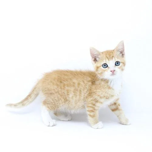 A baby medium-sized female Orange & White Domestic Short Hair cat named Galbi for adoption in Florence, AZ
