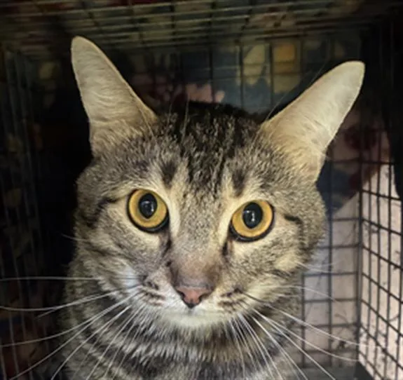 A young small-sized male Domestic Short Hair cat named Thomas for adoption in Indianapolis, IN