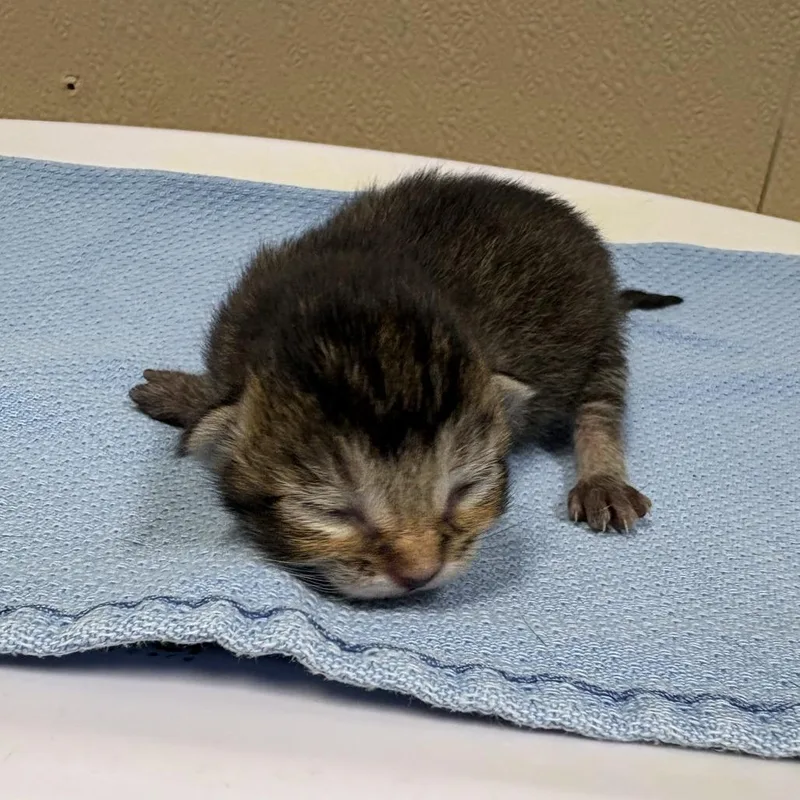 A baby small-sized male Domestic Short Hair cat named Theodore for adoption in Tacoma, WA