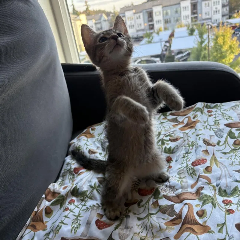 Theodore thumbnail 3