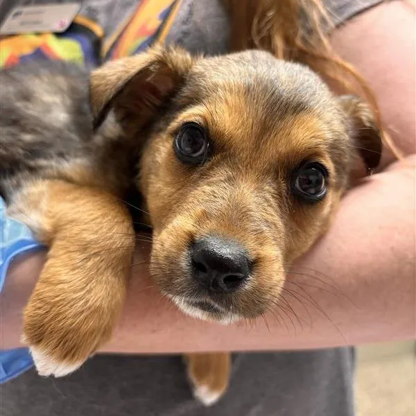 A baby small-sized female Brown / Chocolate Cattle Dog dog named Poppy for adoption in Tempe, AZ