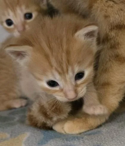 A baby small-sized female Domestic Short Hair cat named Mara for adoption in Gainesville, FL