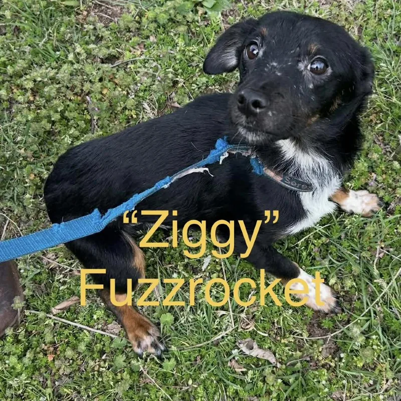 Ziggy Fuzzrocket