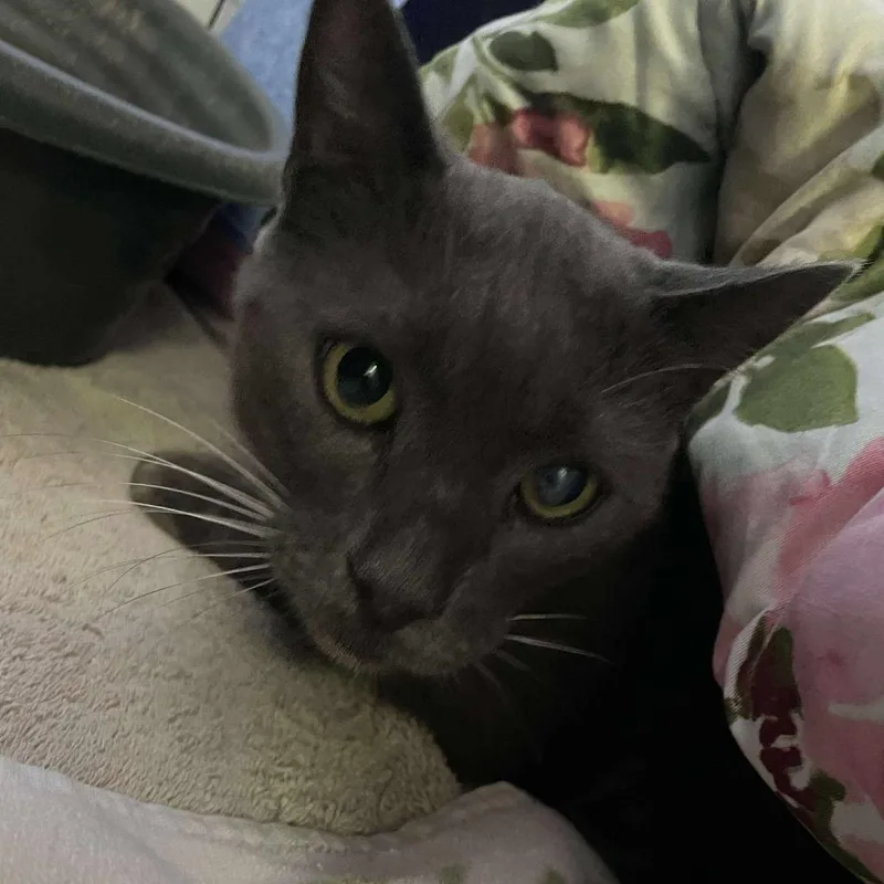 An adult large-sized male Gray / Blue / Silver Domestic Short Hair cat named Heath for adoption in Hemet, CA