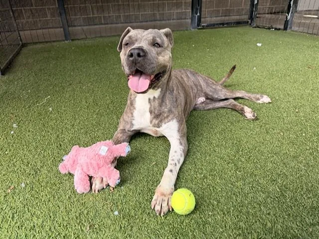 An adult medium-sized female Pit Bull Terrier dog named Nina for adoption in Garland, TX