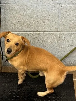 An adult small-sized male Mixed Breed dog named Stop Watch for adoption in Chamblee, GA