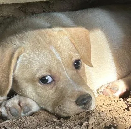 A baby large-sized female Mixed Breed dog named Helen for adoption in Cumming, GA