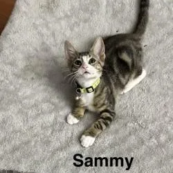 A baby medium-sized male Tabby (Gray / Blue / Silver) Domestic Short Hair cat named Sammy for adoption
