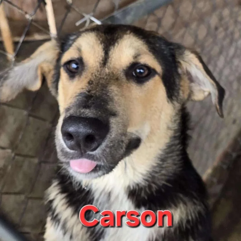 Carson thumbnail 3