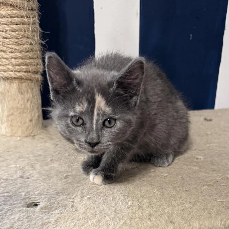 A baby small-sized female Tortoiseshell Domestic Short Hair cat named Paisley for adoption in Jarrettsville, MD