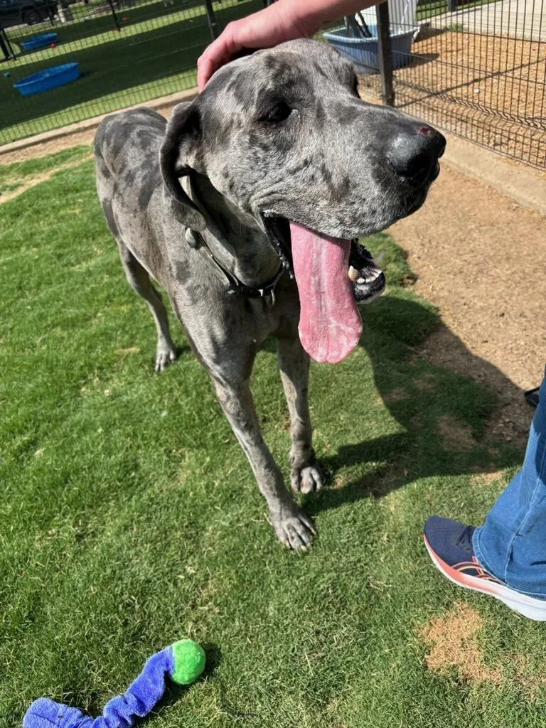 Dallas