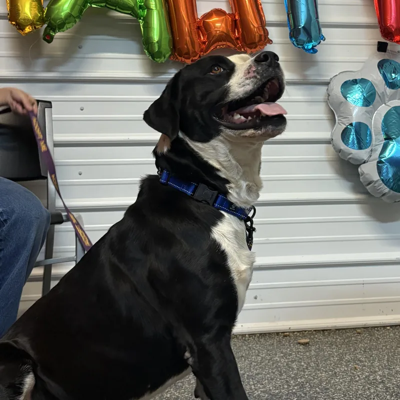 An adult large-sized male Black American Bulldog dog named Abel for adoption in McKenzie, TN