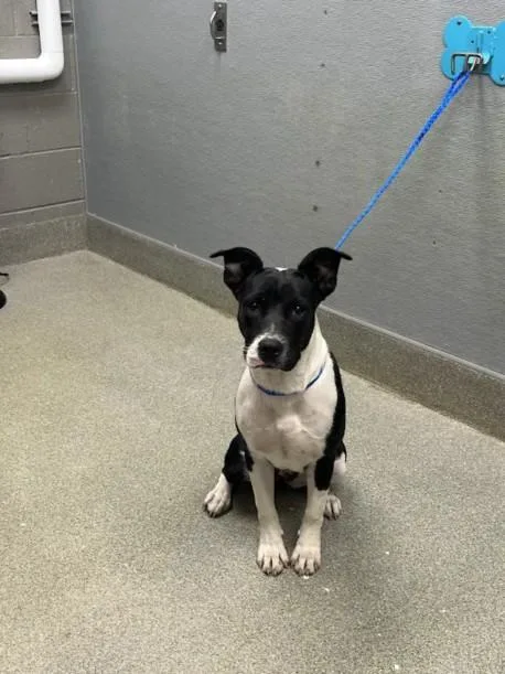 A young large-sized female Pit Bull Terrier dog named Princess Lovebug for adoption in Las Vegas, NV
