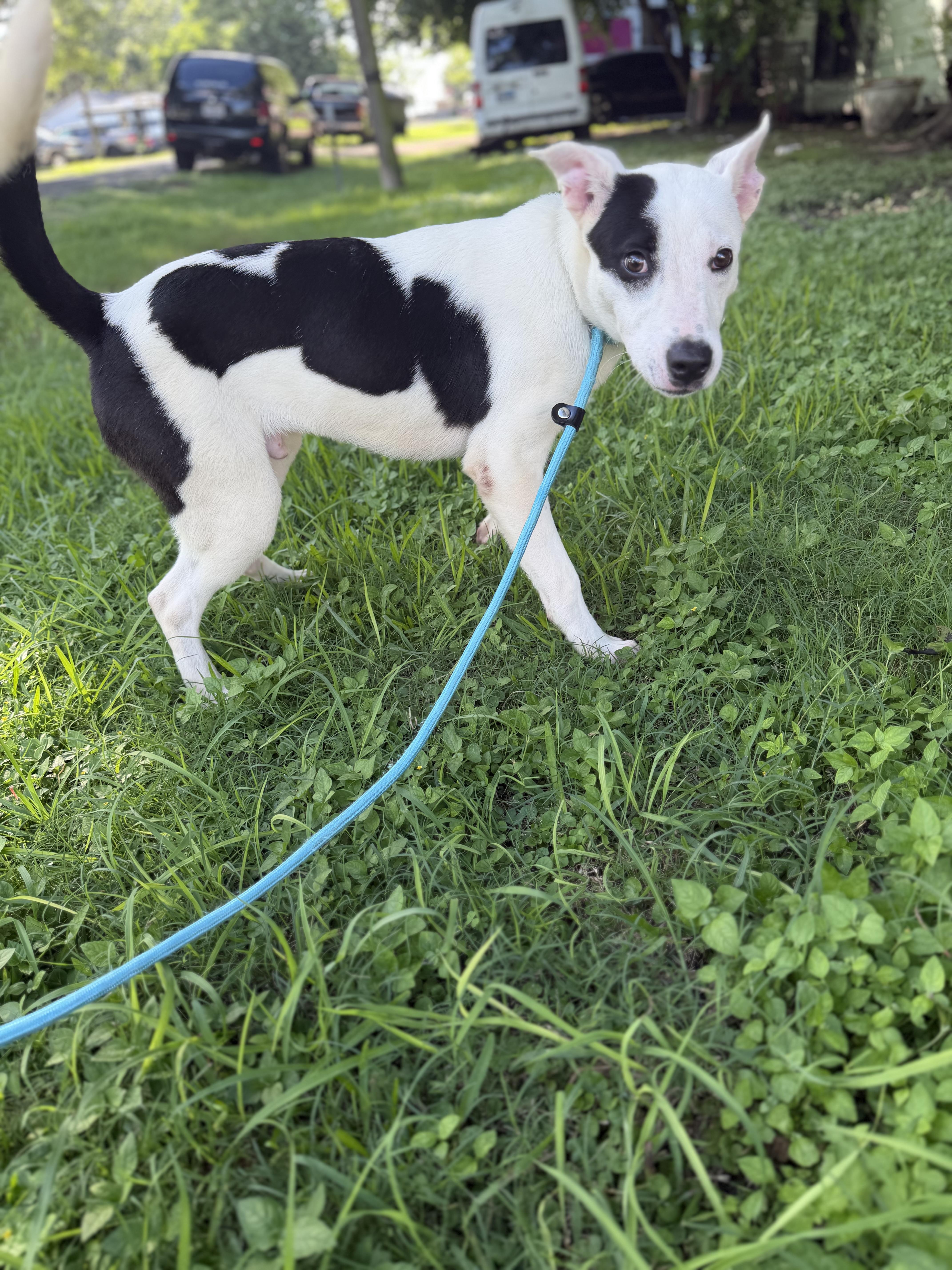 A young medium-sized male Parson Russell Terrier dog named Jason for adoption in Louise, TX