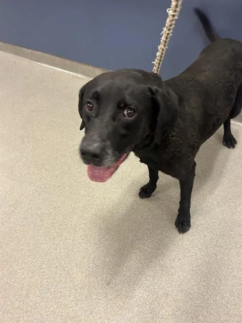 A young large-sized male Terrier dog named Bunny for adoption in Miami, FL