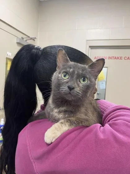 An adult small-sized female Domestic Short Hair cat named Rainbow Dash for adoption in Fishers, IN