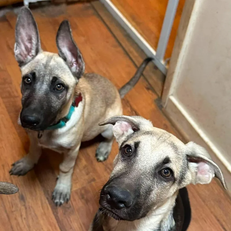A baby large-sized female German Shepherd Dog dog named Teeter for adoption in Houston, TX