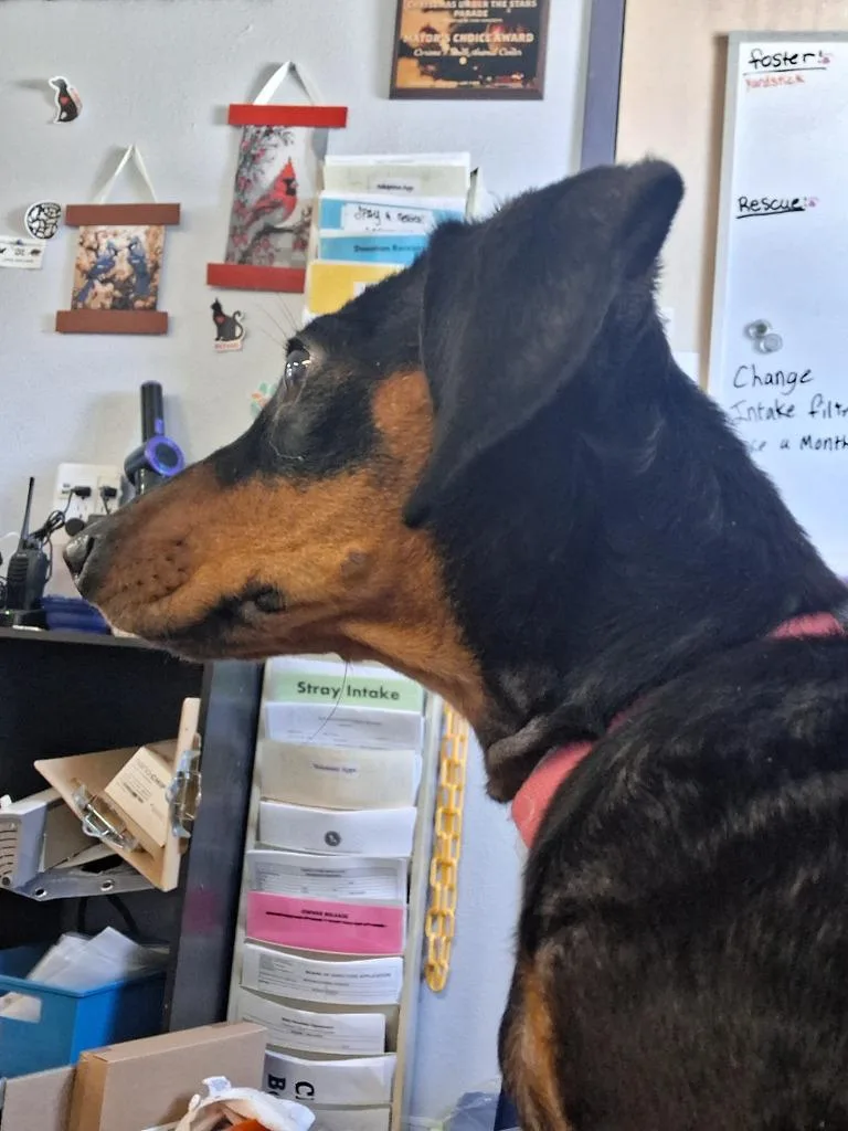 A young small-sized female Dachshund dog named Freya for adoption in Brownwood, TX