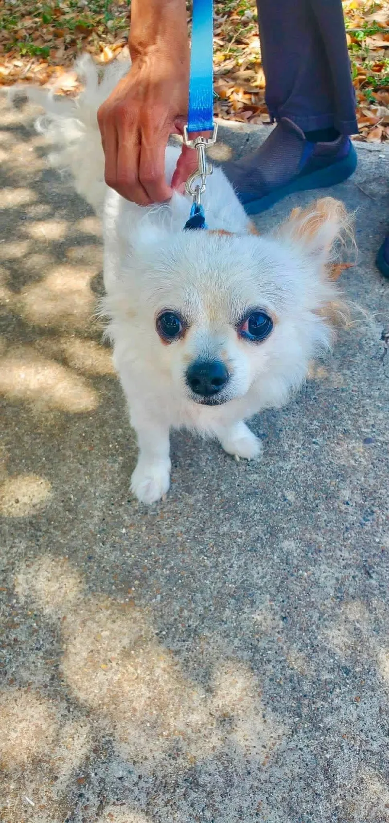 An adult small-sized male Papillon dog named Banjo for adoption in Coppell, TX