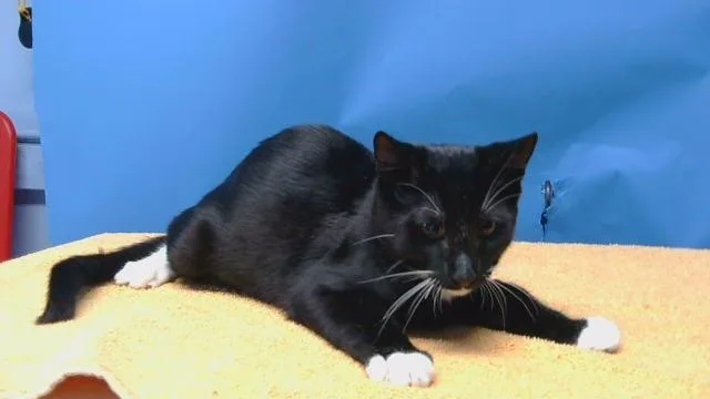 A baby medium-sized male Domestic Short Hair cat named A for adoption in Gardena, CA