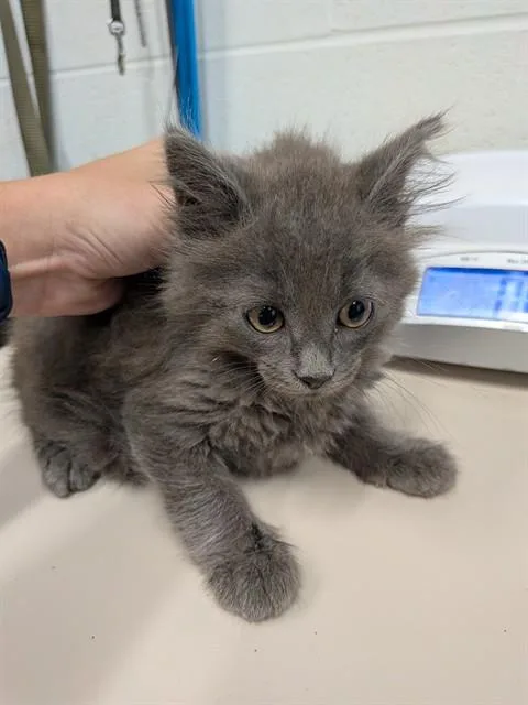 A baby medium-sized male Domestic Long Hair cat named Thor for adoption in Saint Peters, MO