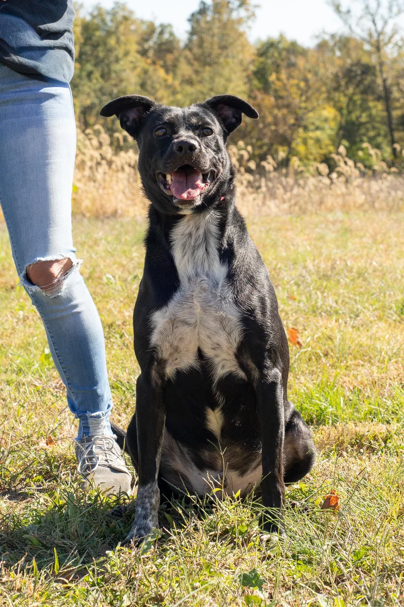 An adult medium-sized male Black Labrador Retriever dog named River for adoption in Dixon, KY