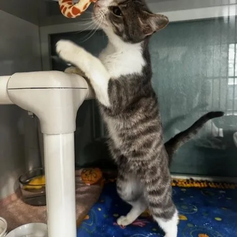 A young small-sized female Gray & White Domestic Short Hair cat named Fortune for adoption in Hutchinson, MN