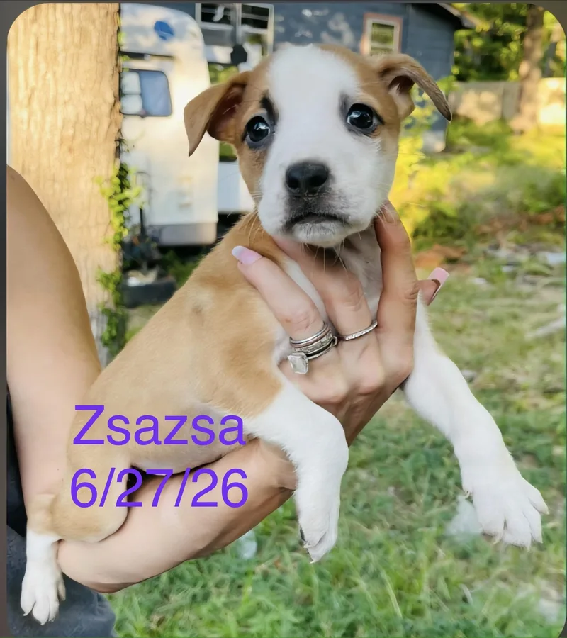ZsaZsa