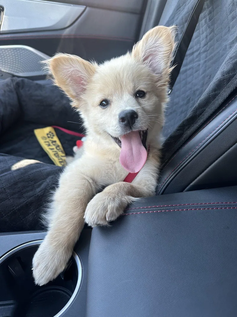 A young medium-sized female Australian Shepherd dog named Penny for adoption in Sunnyvale, CA