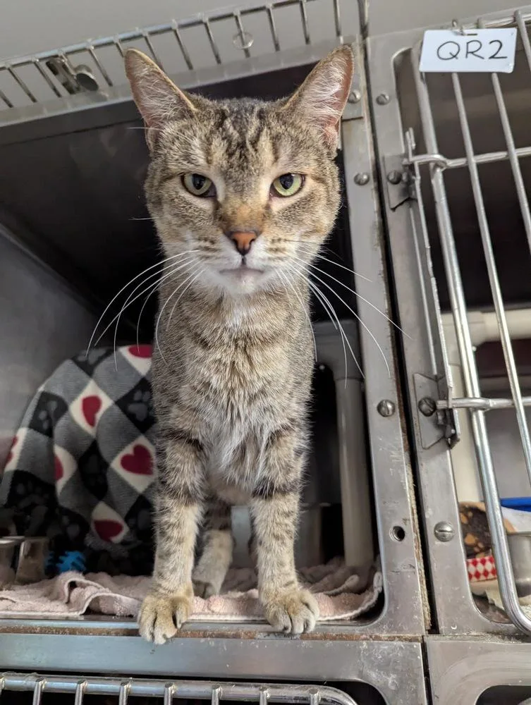 Winston Steve thumbnail 3