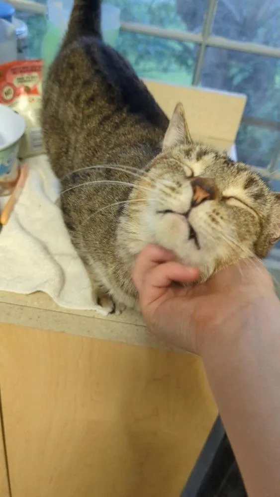 Winston Steve thumbnail 4