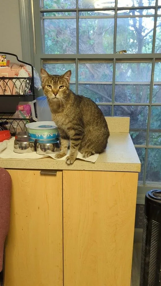 Winston Steve thumbnail 5