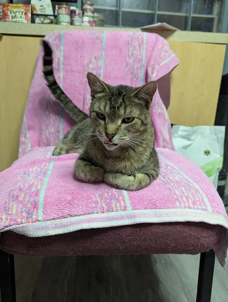 Winston Steve thumbnail 6