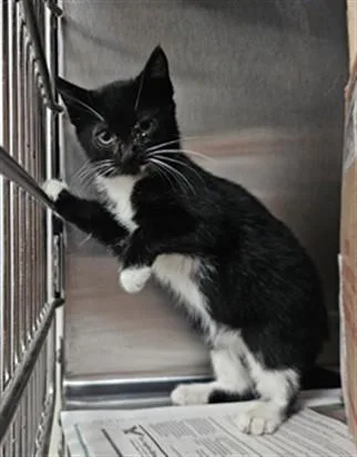 A baby small-sized female Domestic Short Hair cat named Macaroni for adoption in Los Angeles, CA