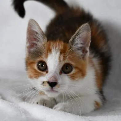 A baby small-sized female Calico Domestic Short Hair cat named Ms. Marvel for adoption in Johnson City, TN