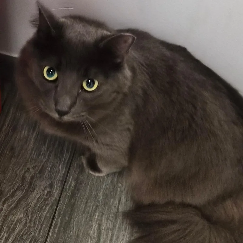 An adult large-sized female Gray / Blue / Silver Domestic Short Hair cat named Maya for adoption in Jacksonville, FL