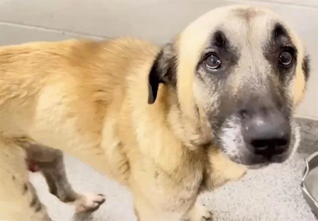 An adult large-sized male Anatolian Shepherd dog named Caleb for adoption in Houston, TX
