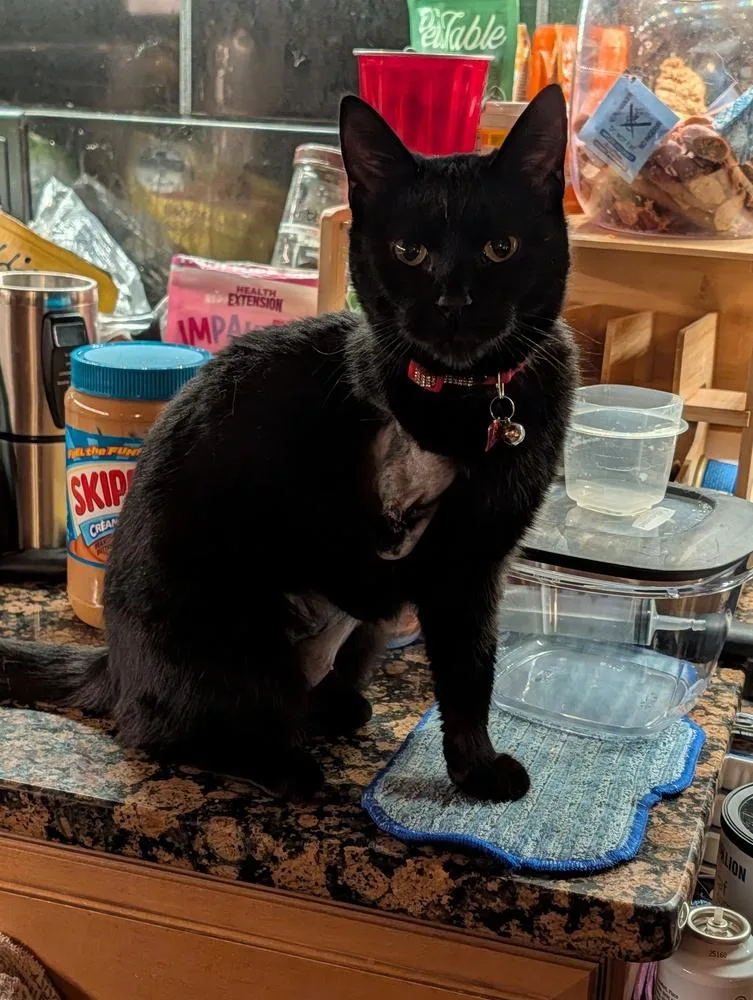 A young small-sized female Black Domestic Short Hair cat named Eileen for adoption in Statesville, NC