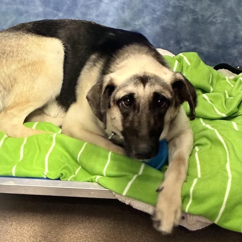 A young medium-sized male Apricot / Beige German Shepherd Dog dog named Brutus for adoption in South Elgin, IL