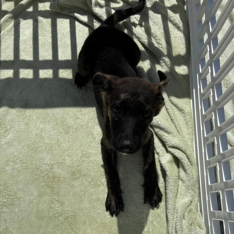 A baby small-sized female Brown / Chocolate German Shepherd Dog dog named Squirt for adoption in Birmingham, AL