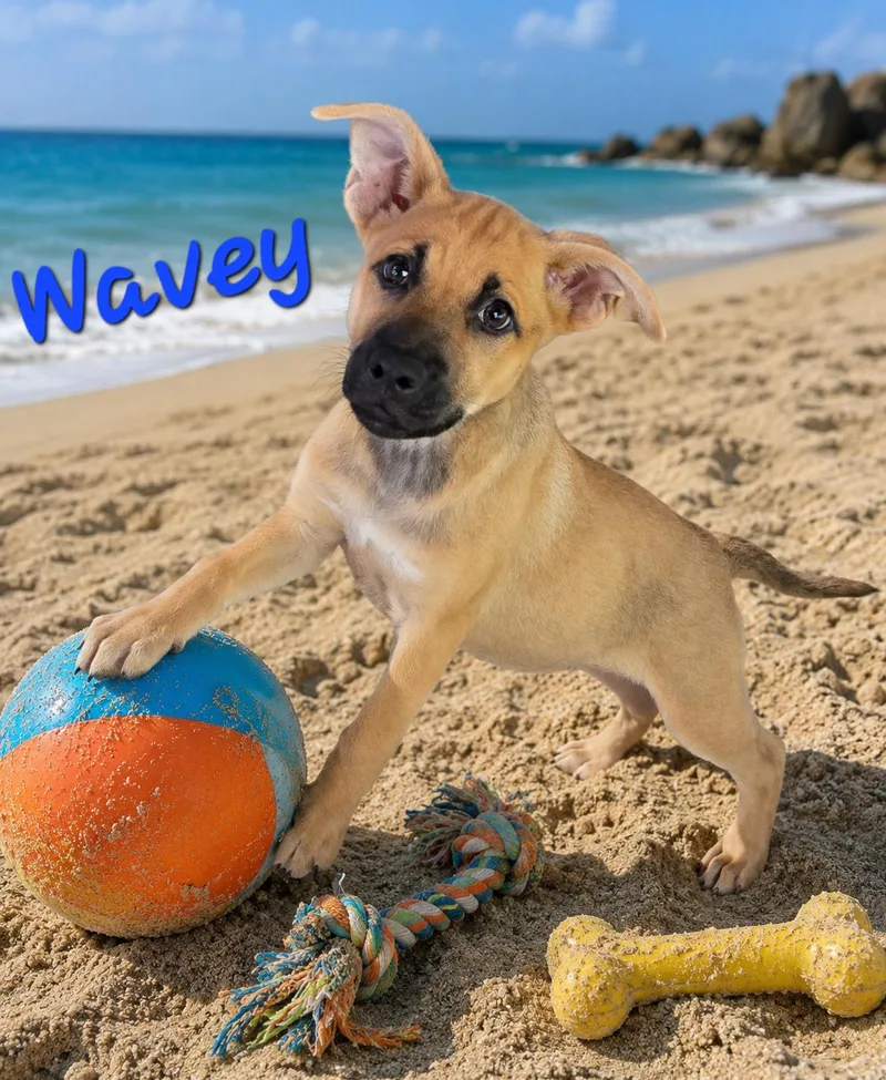 Wavey thumbnail 2