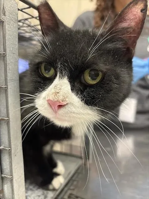 A senior small-sized female Domestic Short Hair cat named Sweetie for adoption in Las Vegas, NV