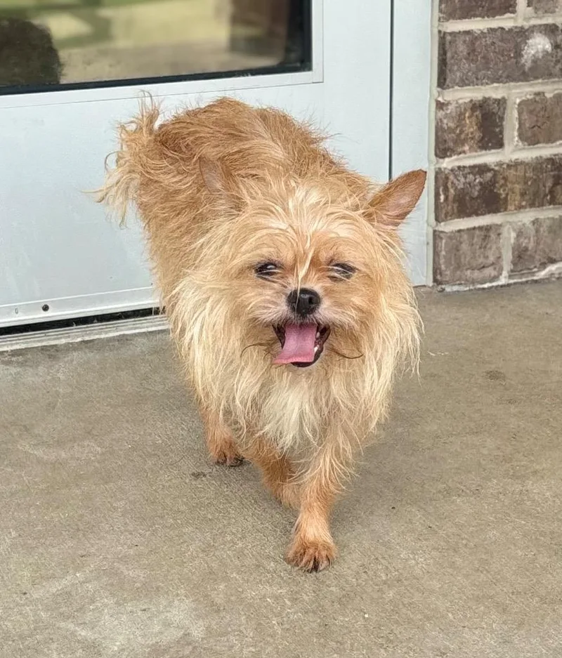 A young small-sized female Terrier dog named Derry for adoption in Dalton, GA