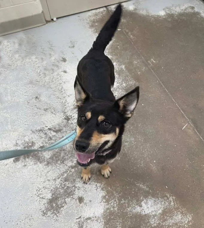 A young medium-sized female Australian Kelpie dog named Coffee for adoption in Plover, WI