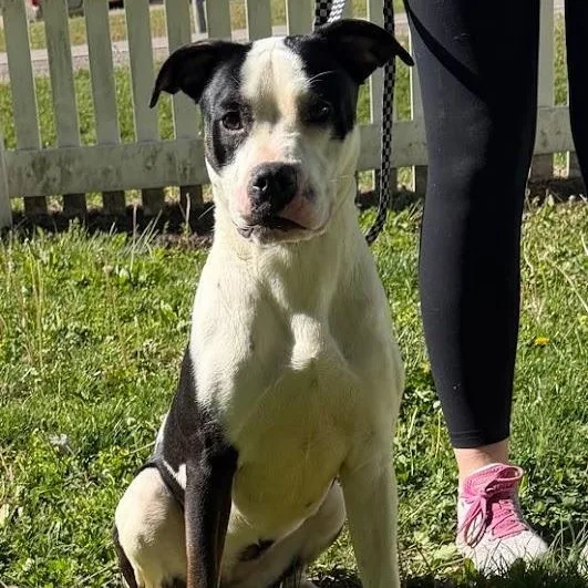 Lila